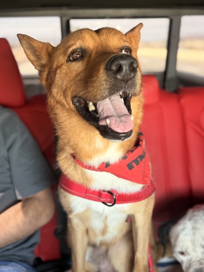 Clifford, a Shepherd (mix breed), available for adoption