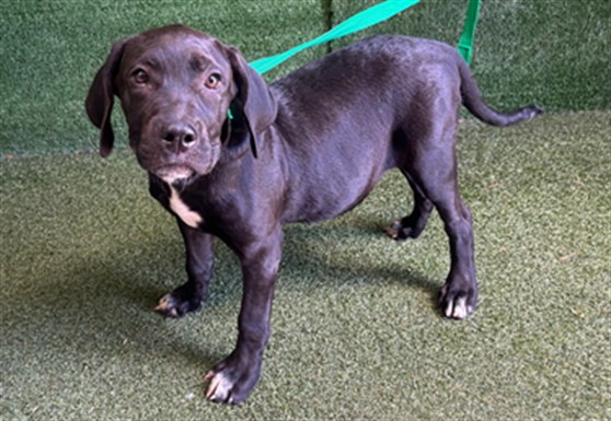 Nigel, a Pit Bull Terrier, available for adoption