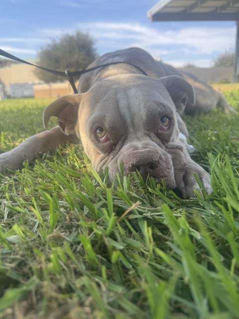 Midge, a American Bulldog (mix breed), available for adoption