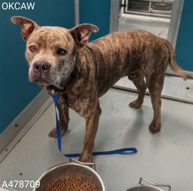Pretty, a Pit Bull Terrier (mix breed), available for adoption
