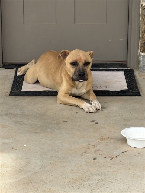 A480084, a Pit Bull Terrier (mix breed), available for adoption