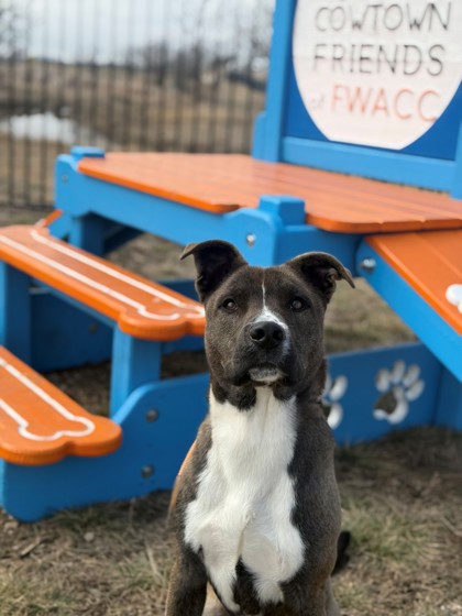 Bradley, a Pit Bull Terrier, available for adoption