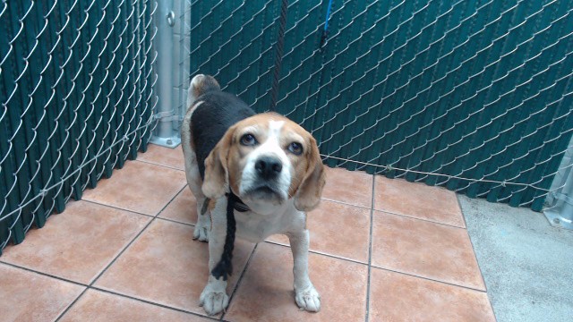 A5798742, a Beagle, available for adoption