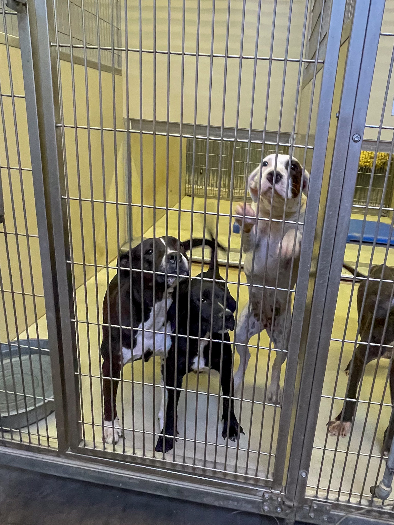Queenie, a American Staffordshire Terrier (mix breed), available for adoption