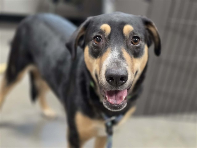 Monsoon, a German Pinscher (mix breed), available for adoption