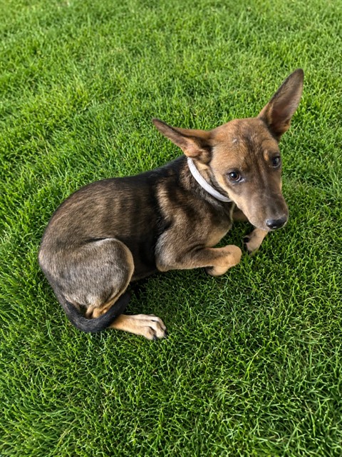 Yessenia, a Anatolian Shepherd, available for adoption