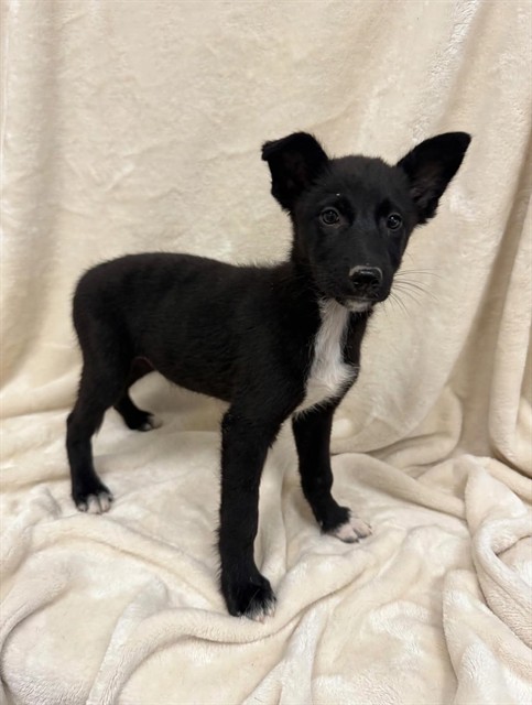 Genie, a German Shepherd, available for adoption