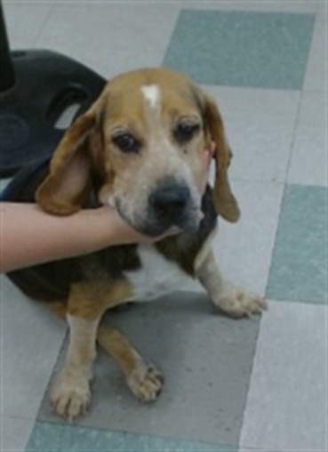 Milo, a Basset Hound (mix breed), available for adoption