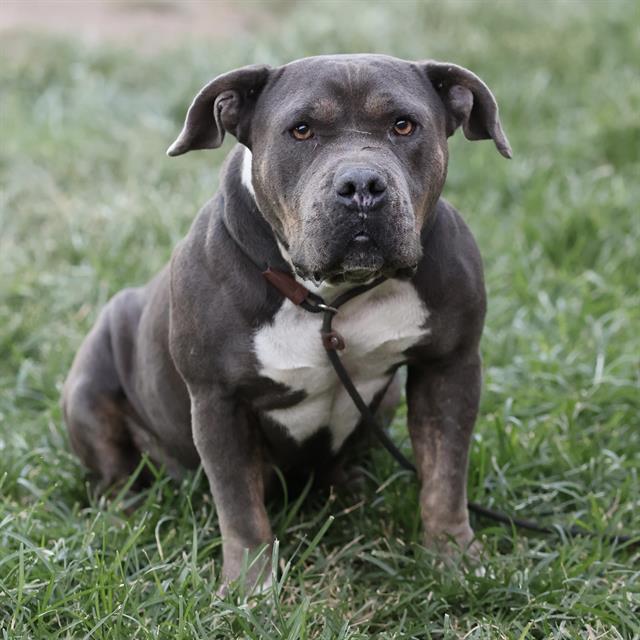 Nova, a Pit Bull Terrier, available for adoption