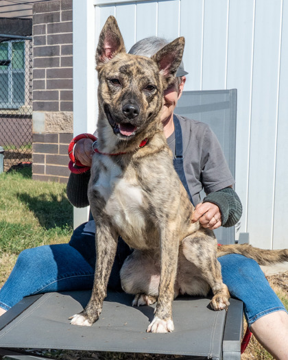 Shenzi, a Dutch Shepherd (mix breed), available for adoption