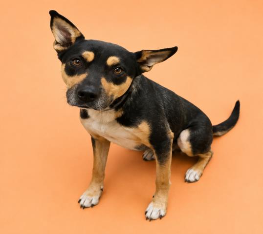 Wybie, a Australian Kelpie (mix breed), available for adoption