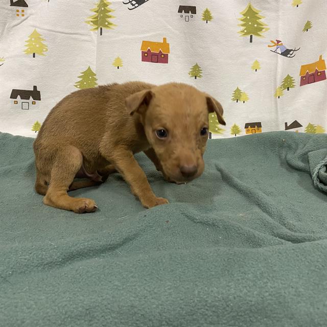 A614379, a German Shepherd, available for adoption