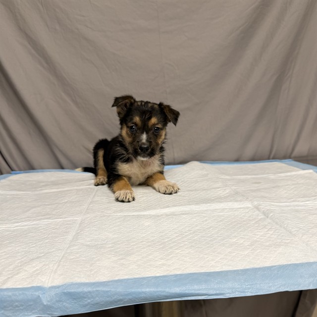 Matilda, a German Shepherd, available for adoption