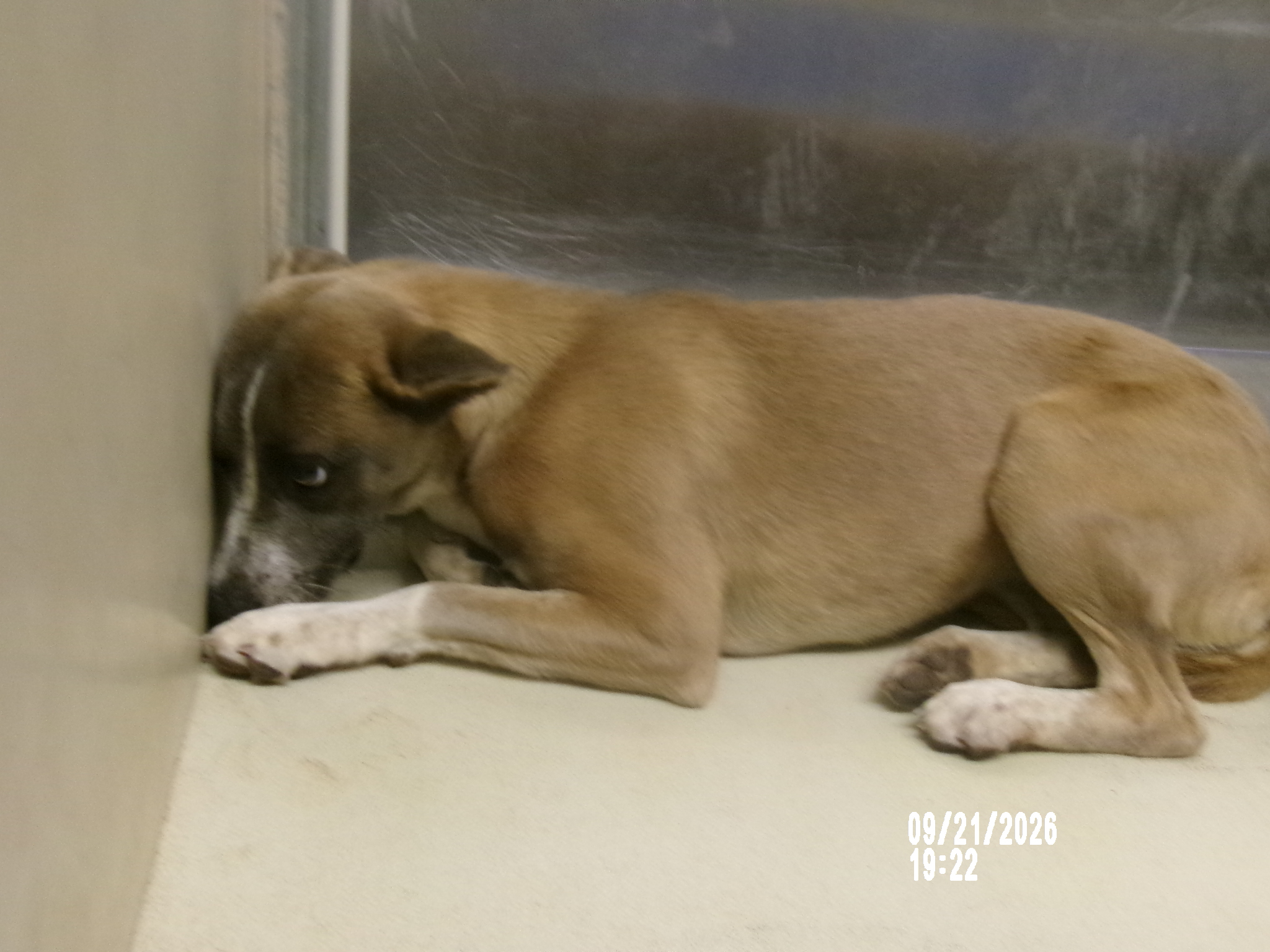 89061, a American Staffordshire Terrier (mix breed), available for adoption