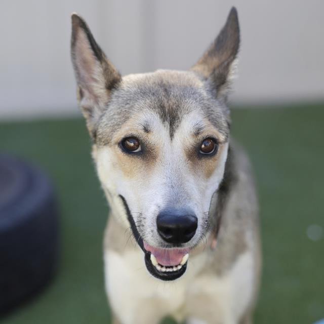 Luna, a Siberian Husky (mix breed), available for adoption