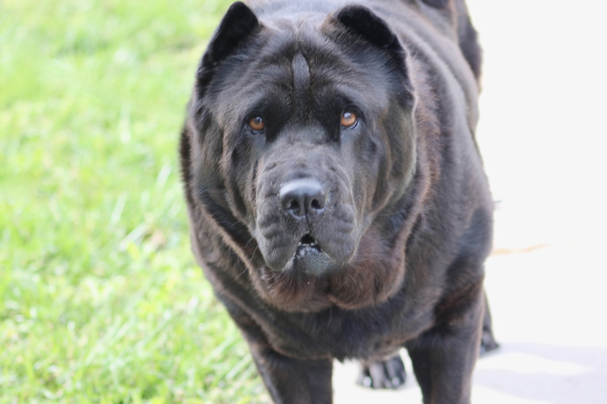 Ember, a Cane Corso Mastiff, available for adoption