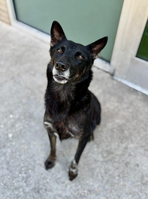 Luna, a Shepherd (mix breed), available for adoption