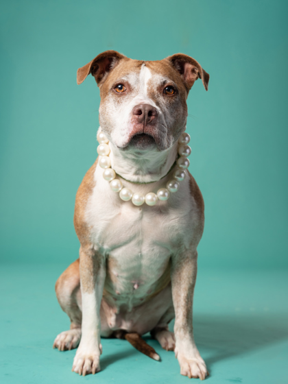 Missie, a Pit Bull Terrier (mix breed), available for adoption