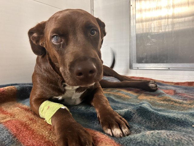 A598464, a Labrador Retriever (mix breed), available for adoption