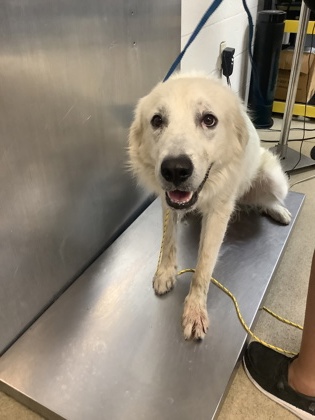 Blanco, a Great Pyrenees, available for adoption