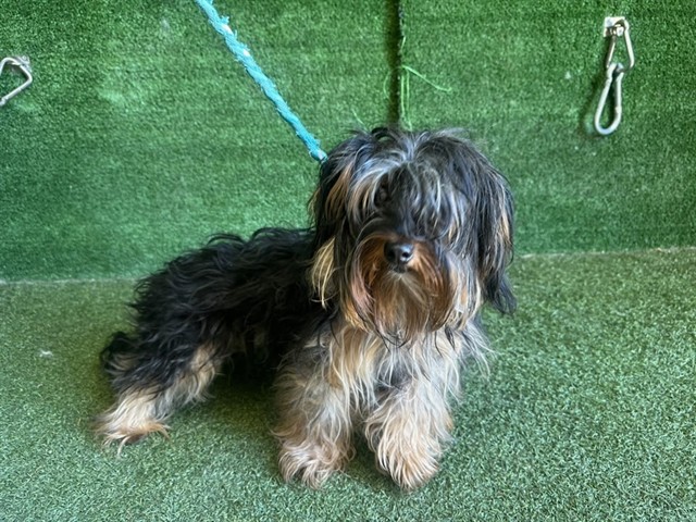 A5804910, a Yorkshire Terrier Yorkie, available for adoption