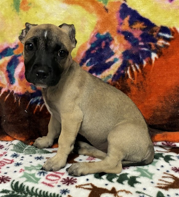 Freya, a Chihuahua, available for adoption