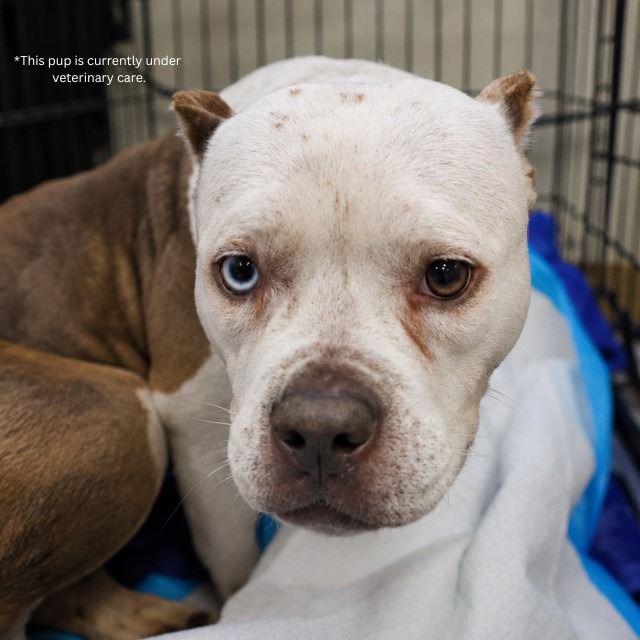Toni, a American Staffordshire Terrier (mix breed), available for adoption