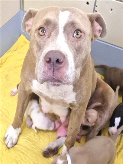 Leia + Puppies, a American Staffordshire Terrier (mix breed), available for adoption