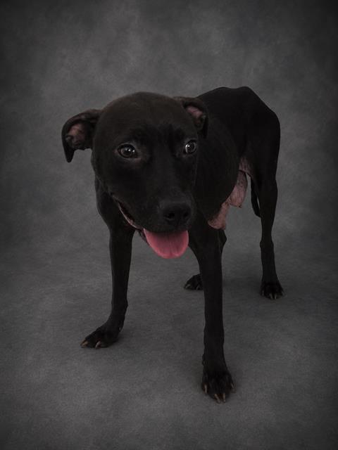 Victoria, a American Bulldog (mix breed), available for adoption