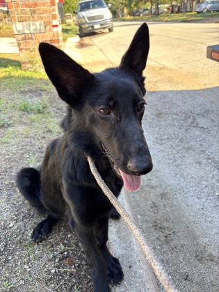Shuri, a German Shepherd, available for adoption