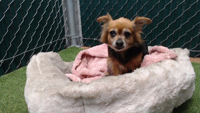 Gurty, a Chihuahua, available for adoption