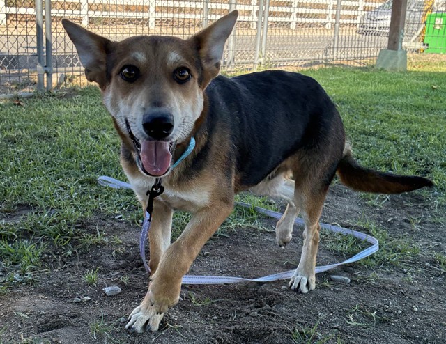 Joesy, a Shepherd (mix breed), available for adoption