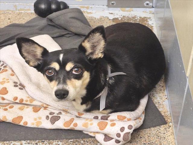 Peppa, a Chihuahua (mix breed), available for adoption