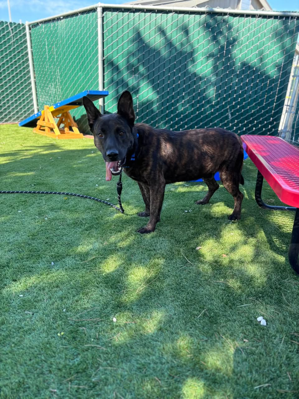 Rex, a Belgian Shepherd Malinois, available for adoption