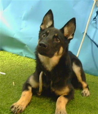A5806747, a German Shepherd, available for adoption