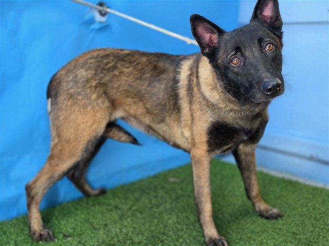 Diamond, a German Shepherd, available for adoption