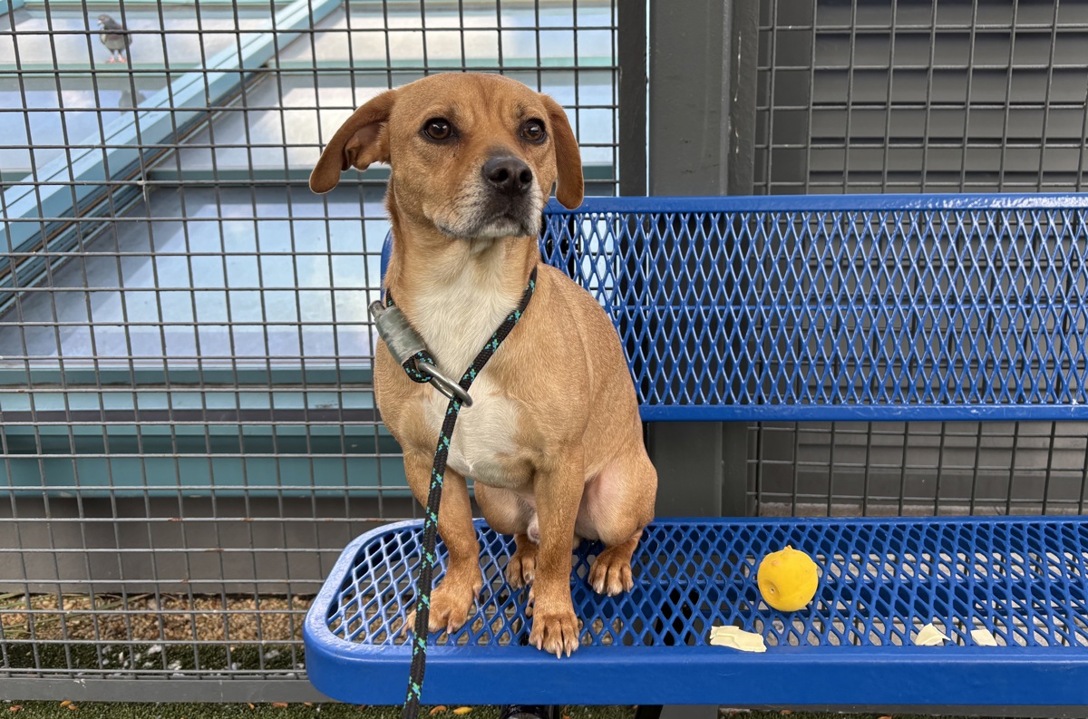 Max Squared, a American Staffordshire Terrier, available for adoption