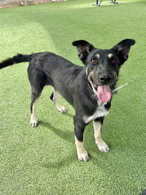Vela, a German Shepherd, available for adoption
