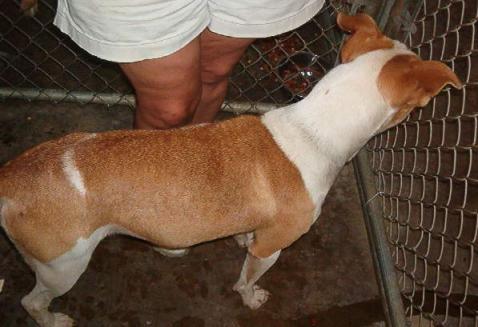 Other Photos of thie Dog