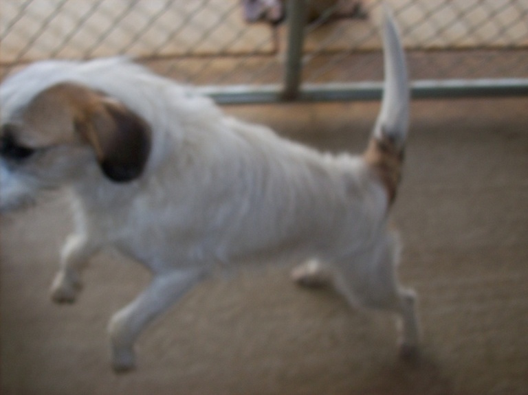 Other Photos of thie Dog