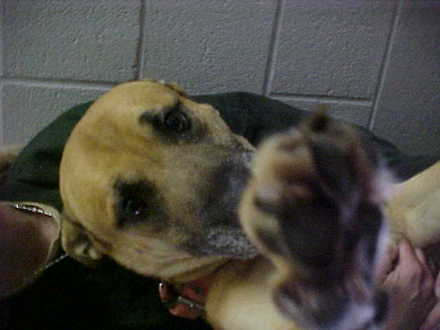 Other Photos of thie Dog