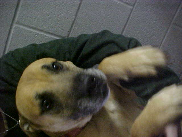 Other Photos of thie Dog