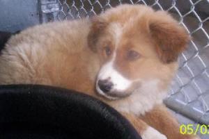 Other Photos of thie Dog