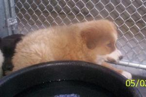 Other Photos of thie Dog
