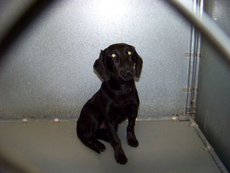 Main Photo of this Dog