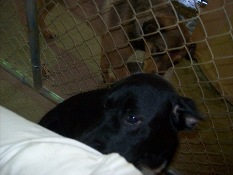 Other Photos of thie Dog