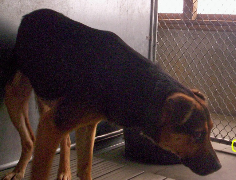 Other Photos of thie Dog
