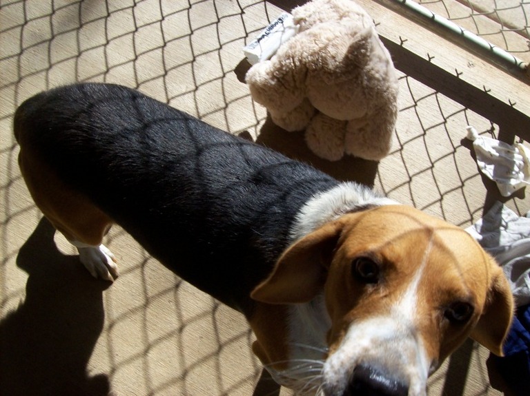 Other Photos of thie Dog
