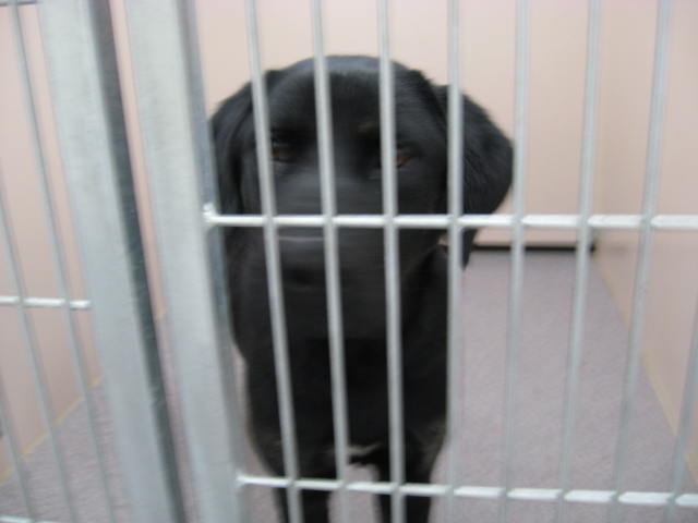 Other Photos of thie Dog