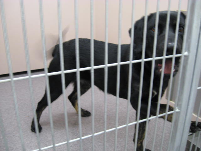 Other Photos of thie Dog